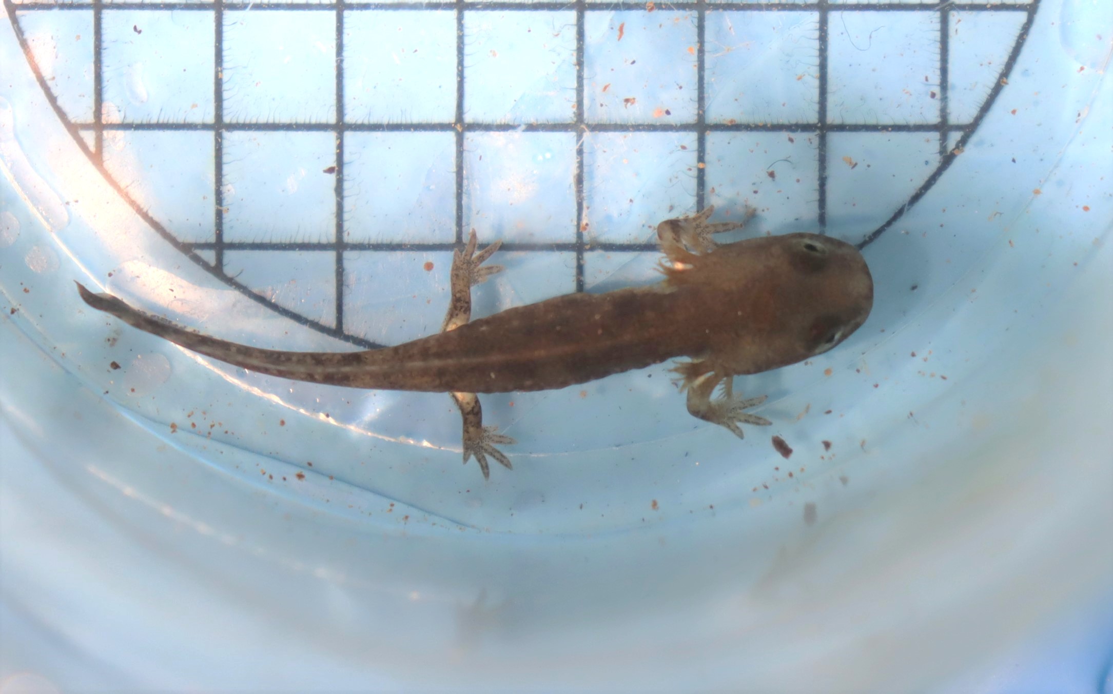 larvae