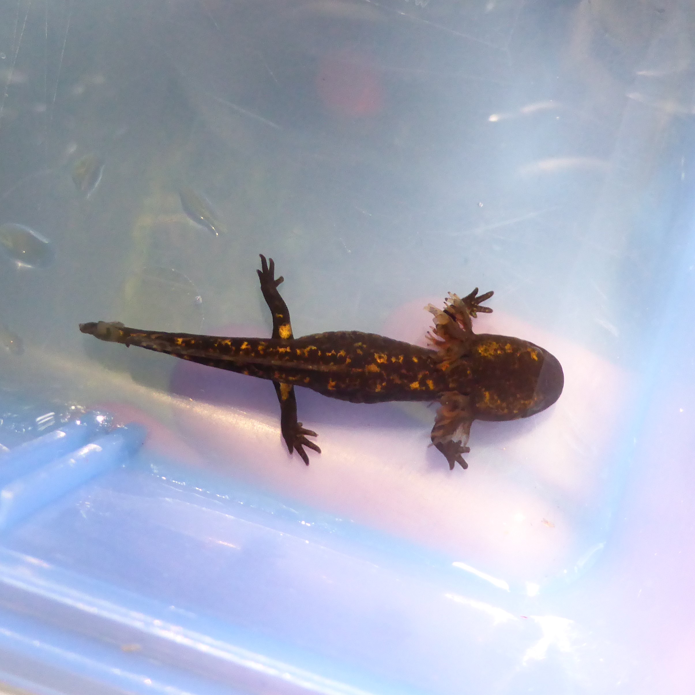 larvae