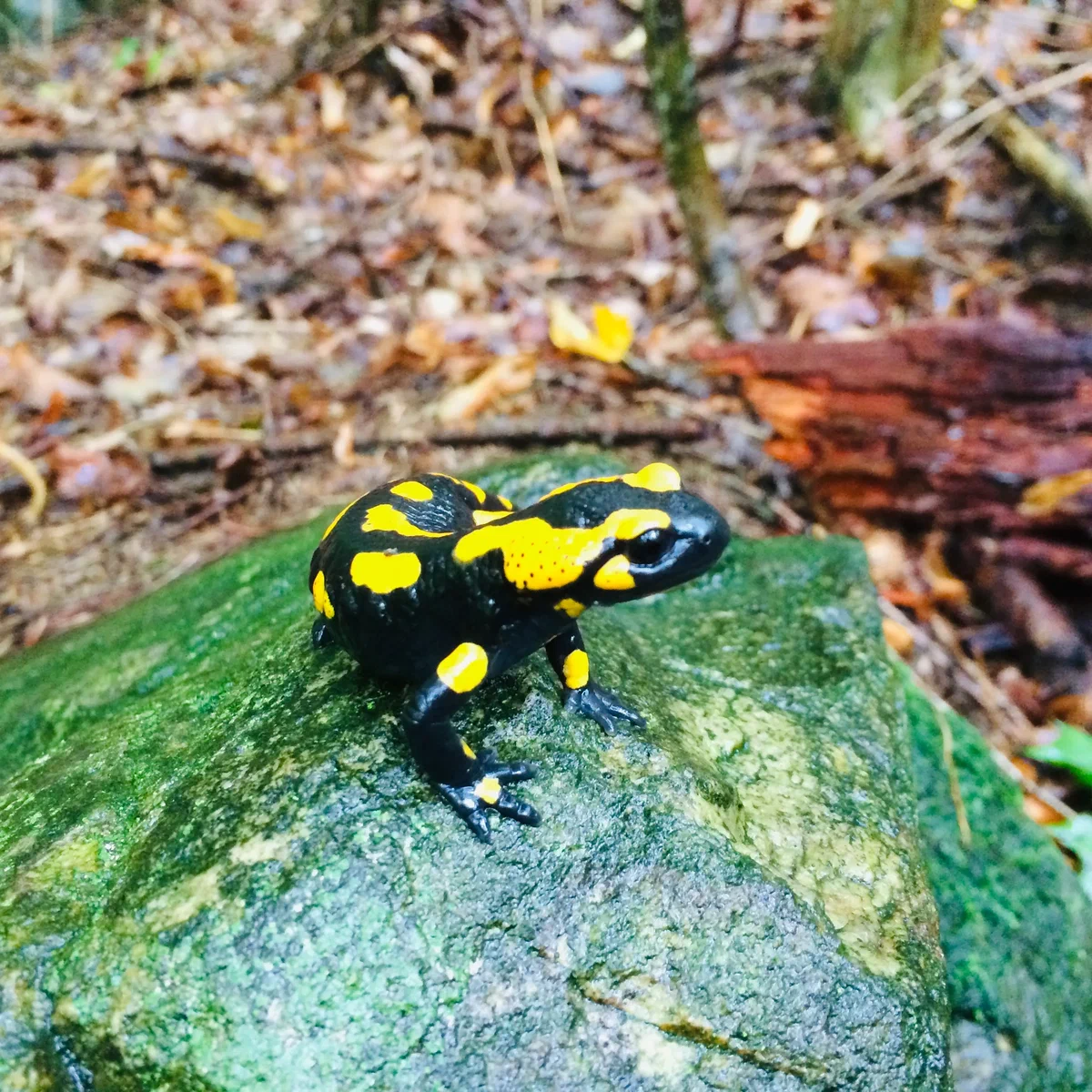 fire salamanders
