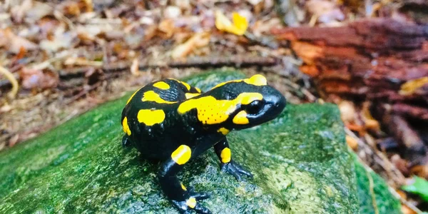featured image salamander-1.webp